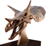 Cráneo de Triceratops Ozzy Osbourne Geoworld Laboratory