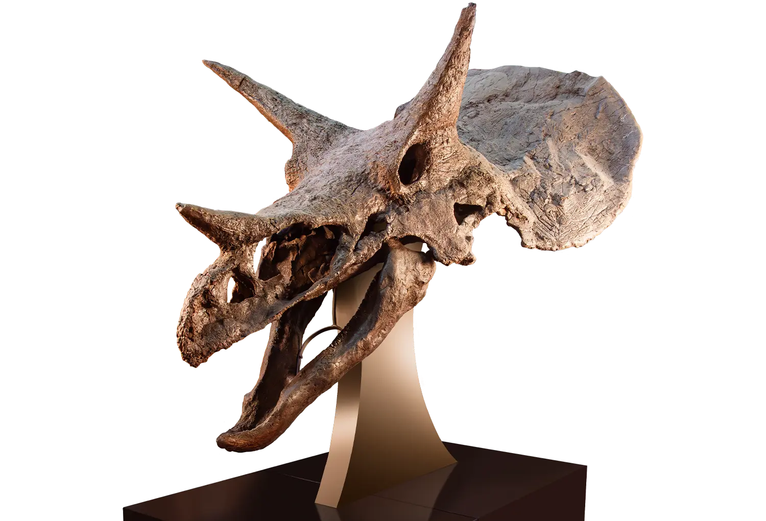 Cráneo de Triceratops Ozzy Osbourne Geoworld Laboratory